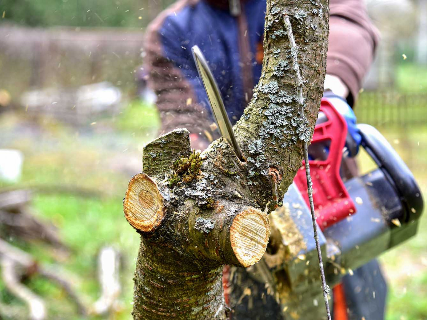 Tree Trimming Woodstock, GA Grizzly Tree Experts
